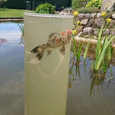 In Brande * Gammel Blahoj